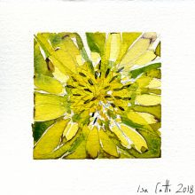 Salsify - yellow 5 x 5 inches Original Watercolor on watercolor paper 2018